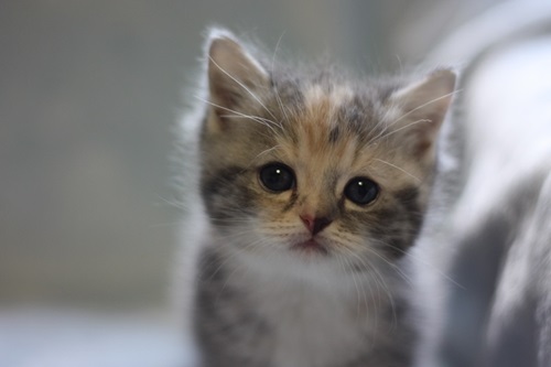 neko neko